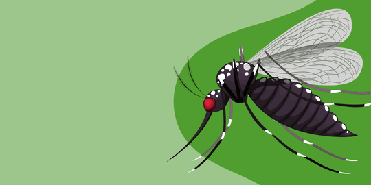 mosquito graphic on a green background