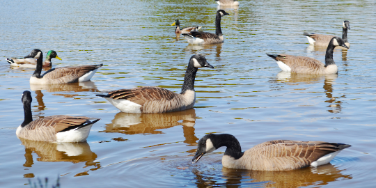 Wild birds, ducks and geese swim together in a community pond.