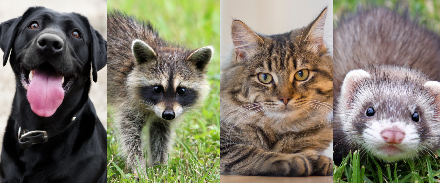 a collage of a Dog, racoon, cat, ferret 