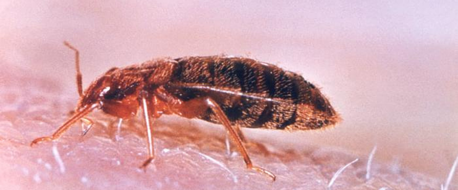 a small bed bug 