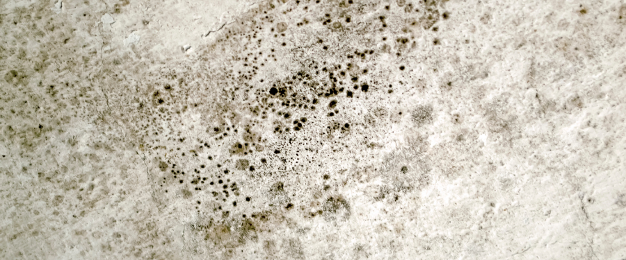 Black spots of mold on a surface 